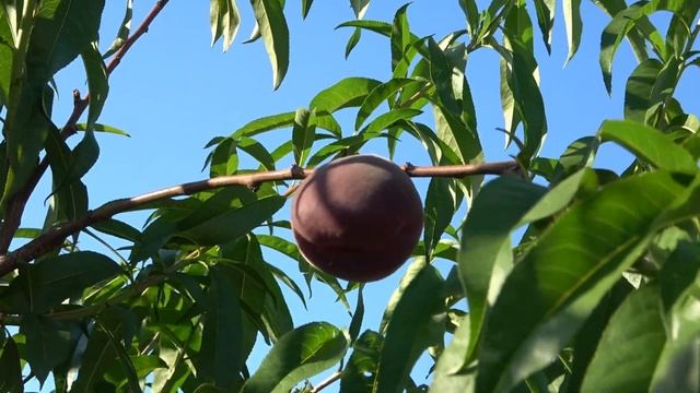 Эффектный вид и отличный вкус Персик Руби Принц смотреть онлайн