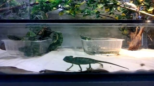 Слез с ветки смотреть онлайн