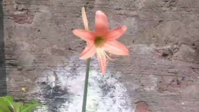 Summer Special Flower Plant / Growing and caring for Amaryllis / May Flower Plant смотреть онлайн
