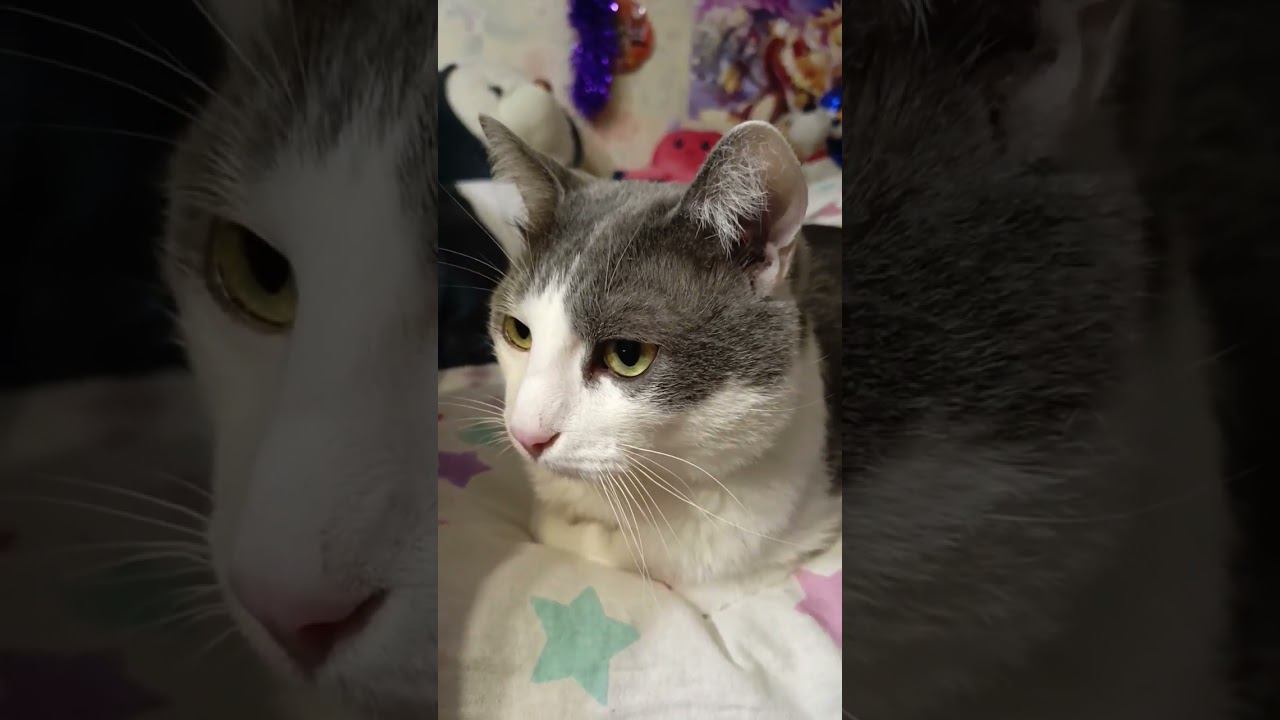 Мурзик - любимый кот⬛ #кот #мурзик #питомец #лайк #котики #приколы #деньги смотреть онлайн