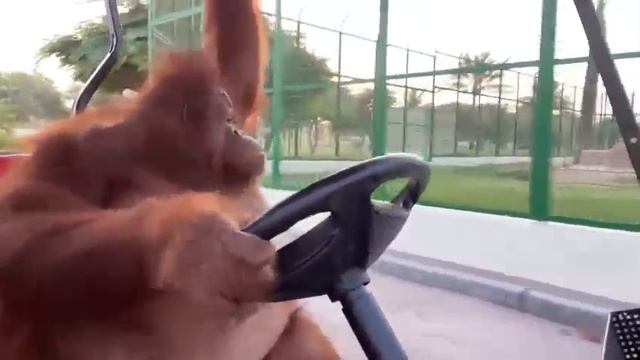 Orangutan driving golf cart like in The Sopranos смотреть онлайн