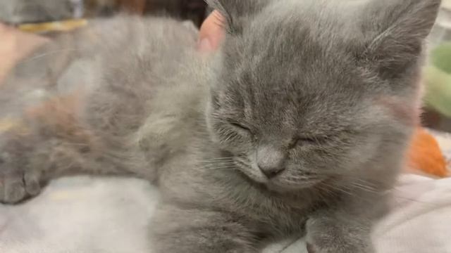 ШОТЛАНДСКАЯ ПРЯМОУХАЯ КОШКА / СКОТТИШ-СТРАЙТ / 3 МЕСЯЦА КОТЕНКУ смотреть онлайн