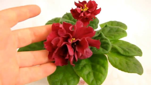 АВ-Черный принц. Фиалка. Стандарт. Юлия Датта смотреть онлайн