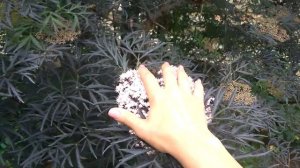 Бузина черная "Мадонна"