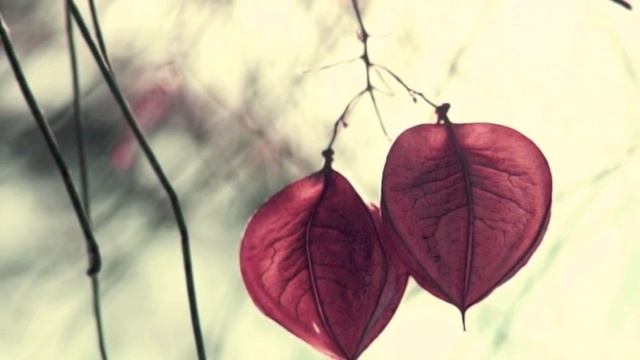 Alessandro Marcello "Adagio" Bach Marcello Oboe Concerto in D Min Fifty Shades of Grey Piano Music смотреть онлайн