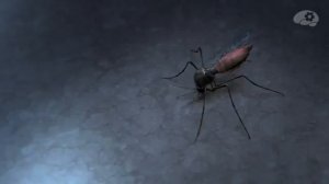 Жизненный цикл малярийного плазмодия