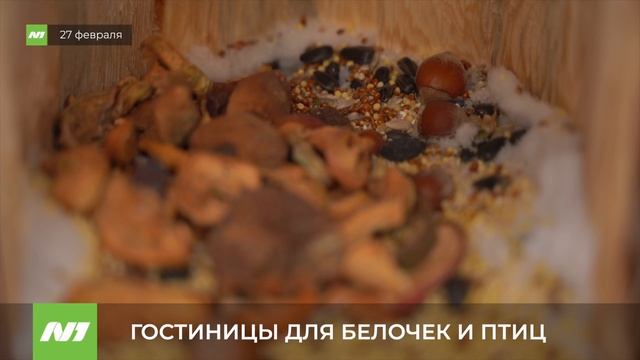 ГОСТИНИЦЫ ДЛЯ БЕЛОЧЕК И ПТИЦ смотреть онлайн