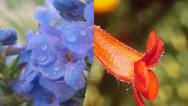 Пенстемон смотреть онлайн