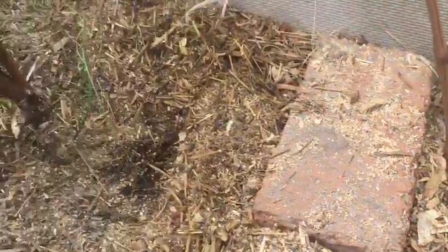Укоренение винограда отводком смотреть онлайн