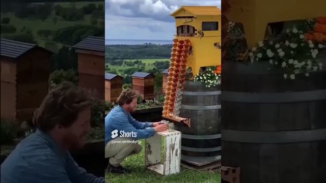 Медовая ловушка