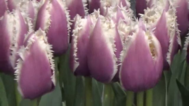 Tulip Cummins - Impressive Fringed Single Tulip