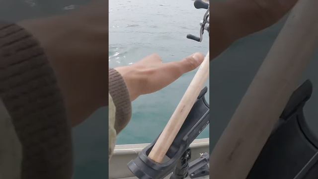 SOLO Kokanne fishing (NO DOWNRIGGERS) needed 🎣 смотреть онлайн