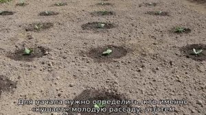 Посадка тыквы рассадой в открытый грунт