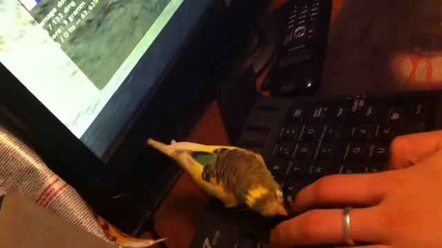 Попугай мешает играть
