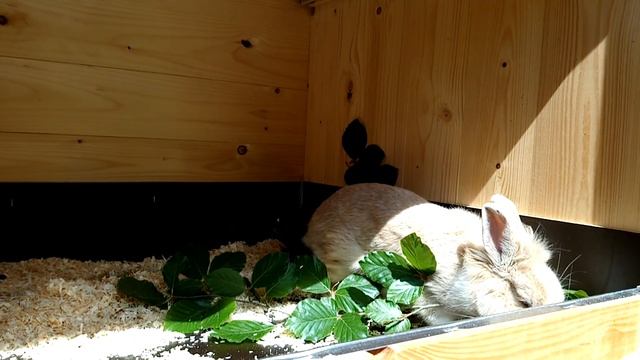 Сколько окролов в год получают от крольчихи оптимально? Пауза между окролами сколько дней? смотреть онлайн