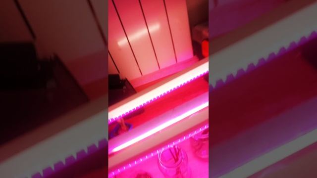 Проращиваю Красностоп золотовский, мускат белый и совиньон зеленый. смотреть онлайн