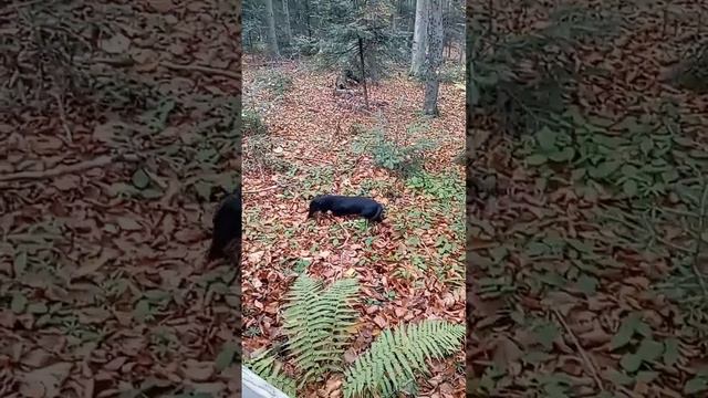 🐶#dog #такса #собака смотреть онлайн