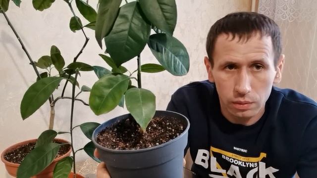 ЦИТРУСЫ В ДОМЕ / ПОЛИВ ЦИТРУСОВЫХ / КАК ПРАВИЛЬНО ПОЛИВАТЬ ЛИМОН / ОШИБКИ ПОЛИВА ЦИТРУСОВЫХ. смотреть онлайн