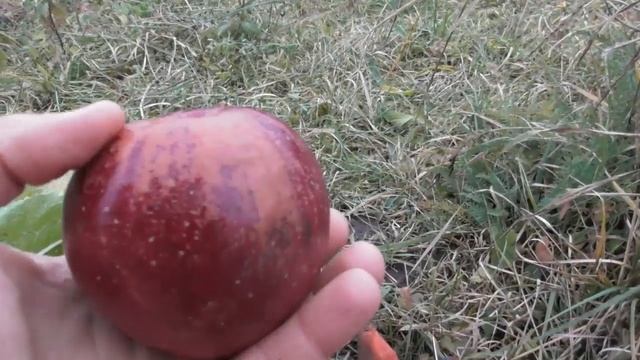Яблоко сорта Глостер, Черный принц или что-то другое. Помогите определить сорт смотреть онлайн