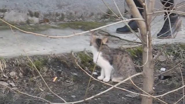 Кошка из дома по улице Тимме Архангельск смотреть онлайн