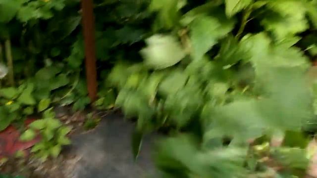 Подставка Садовая под куст смородины черной белой красной смотреть онлайн