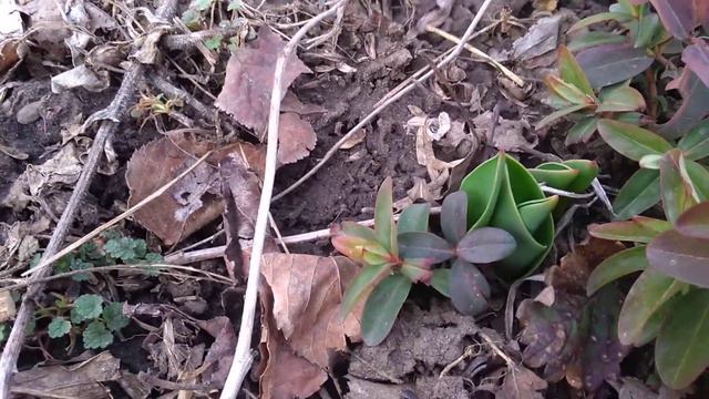 Март. Первоцветы в кубанском саду. смотреть онлайн