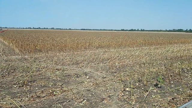 Уборка подсолнуха Эстрада 31 08 2018 смотреть онлайн