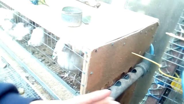 Наши перепела смотреть онлайн