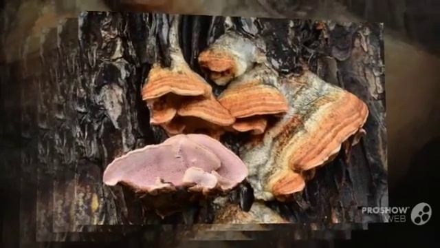 Fomitopsis - fungi kingdom смотреть онлайн