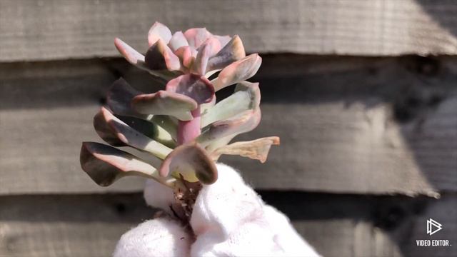 Echeveria Cubic Frost variegated смотреть онлайн