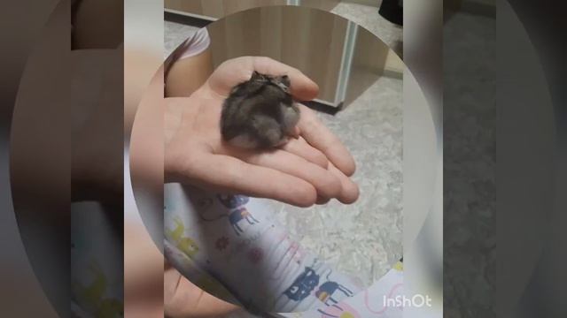 Хомячок джунгарик мальчик. Пишите в комментариях какое имя ему дать!?? смотреть онлайн