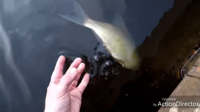 Canal fishing Rochdale canal смотреть онлайн
