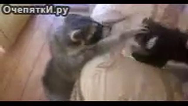 Енот лезет коту смотреть онлайн