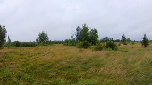 Только человек, у которого есть собака, чувствует себя человеком.«Пшекруй»Из жизни Хаски# смотреть онлайн