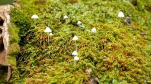 Дастер без кардана по грязи!  Едем к Окнам и Голове Великана