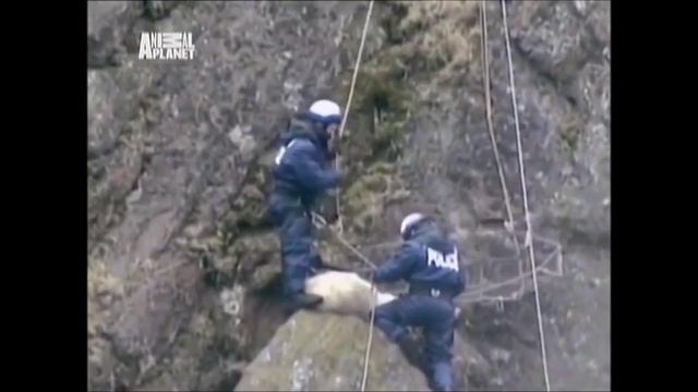 ШОКИРУЮЩИХ ВИДЕО . НАПАДЕНИЕ ДИКИХ ЖИВОТНЫХ НА ЛЮДЕЙ .. СПАСЕНИЕ. ПОМОЩЬ ЖИВОТНЫМ.ОПАСНЫЕ И ДИКИЕ смотреть онлайн
