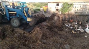 Вывозим навоз! Кукуруза по органике! Самая рентабельная зерновая культура для откорма бычков!