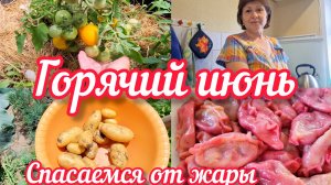 Жизнь на Кубани | Первые помидоры в теплице | Вишнёвый день