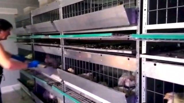 Уход за птенцами бройллера. Пересадка и рассадка птенцов. смотреть онлайн