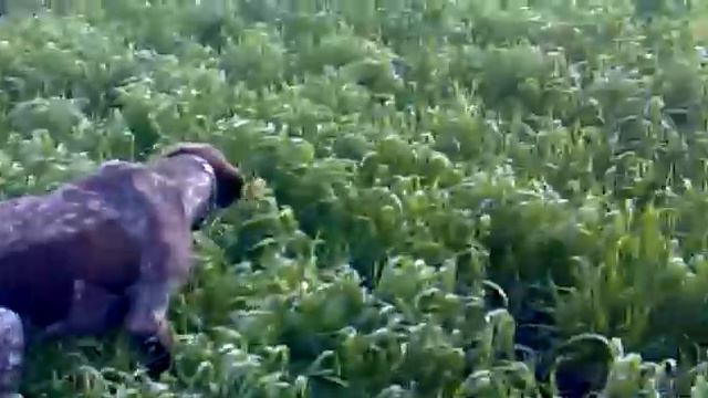 Работа курцхаара по перепелу