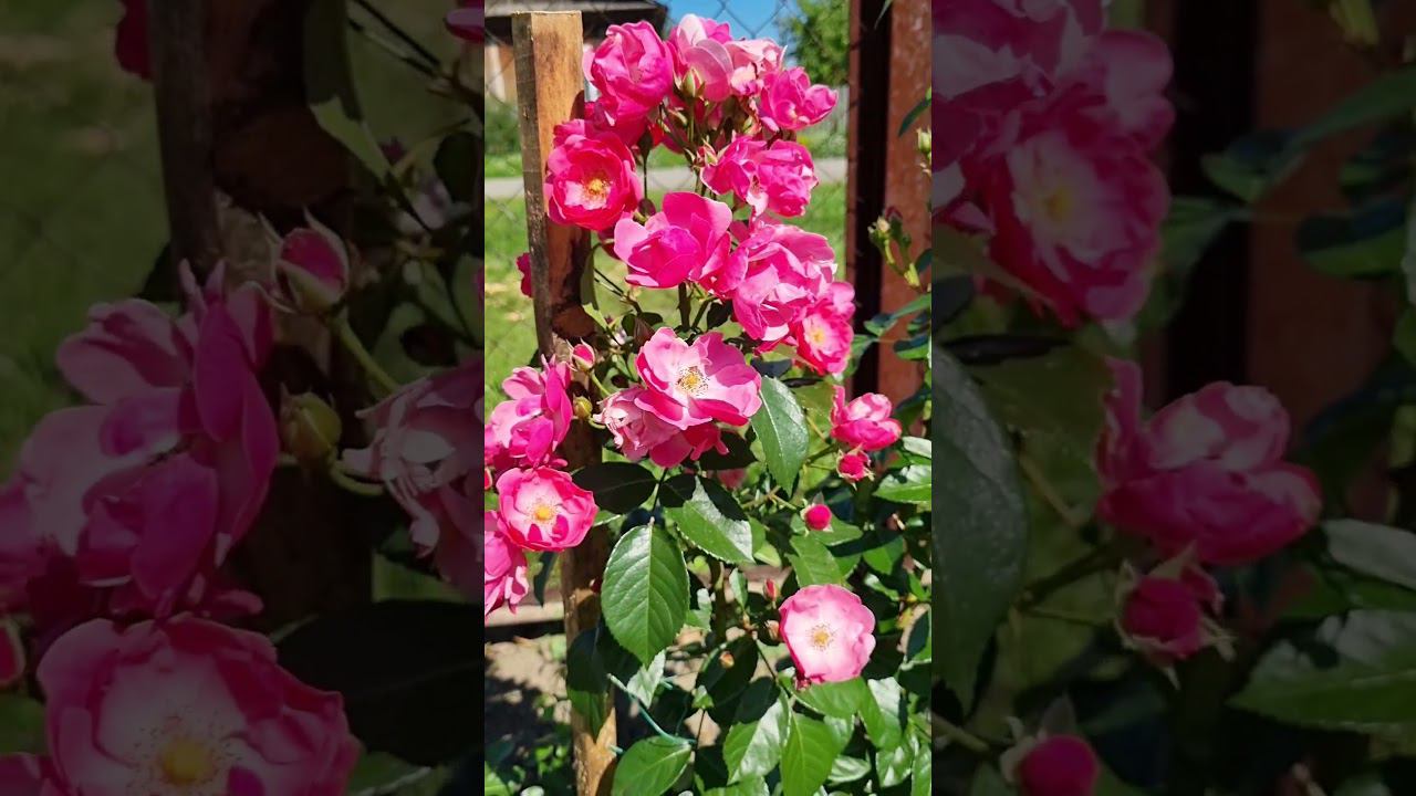 Моя нежная #роза Angela ну как мимо пройти, так цвела летом #2023 #алтай #цветы #розы