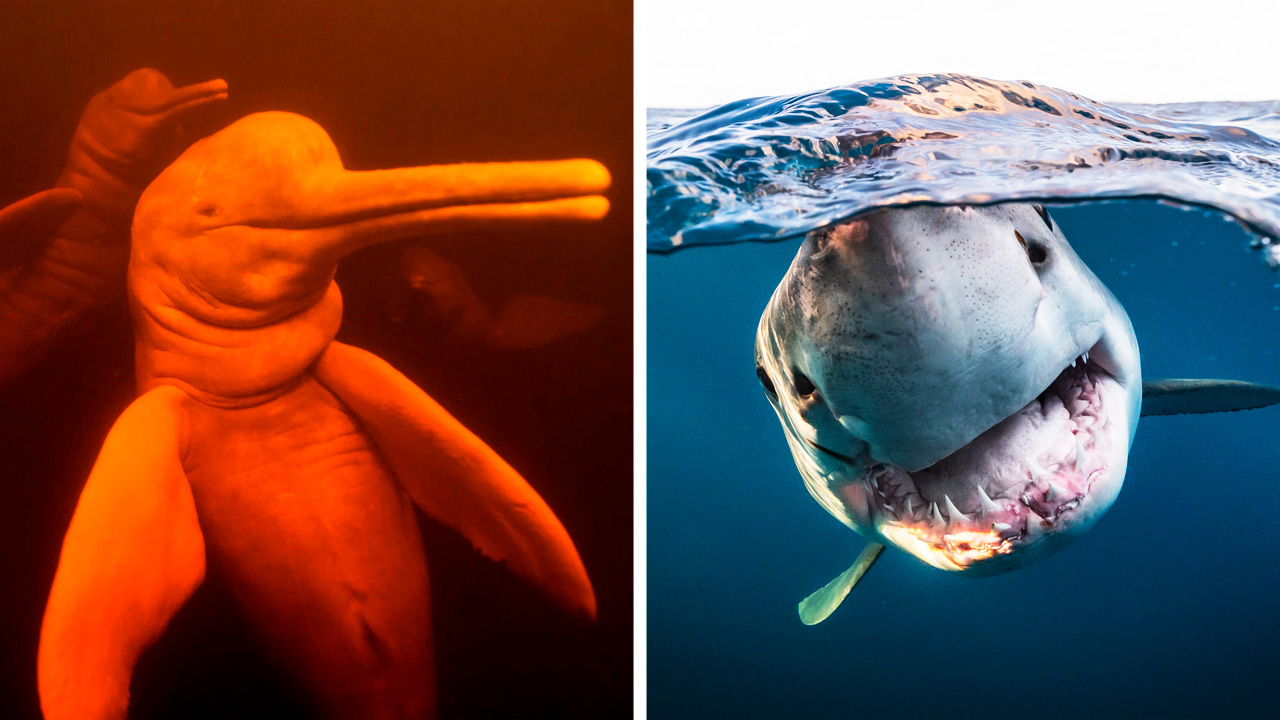 Откуда берется талассофобия смотреть онлайн