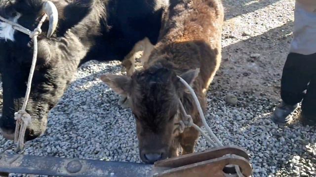 27 января 2022 г.АНДИЖОН СУЛТОНАБОД СИГИР БОЗОРИ.2-КИСИМ. смотреть онлайн