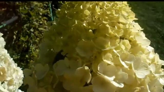 МОЯ МЕТЕЛЬЧАТАЯ ГОРТЕНЗИЯ "ПОЛЯРНЫЙ МЕДВЕДЬ" смотреть онлайн