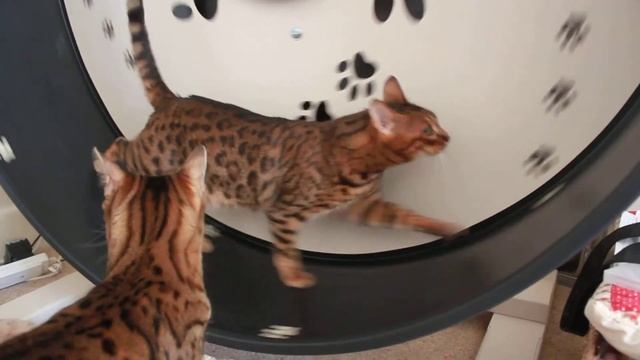 Kisangani Bengal Kittens - Mia on the Maclaw Wheel смотреть онлайн