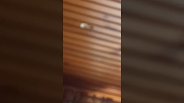 Вешалка на потолке?!? что за... смотреть онлайн