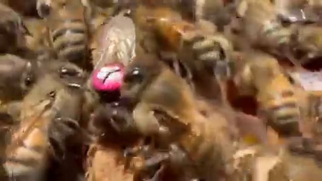 Очень редкое явление, которое удалось снять. Подсаженная матка разгрызает маточник. смотреть онлайн