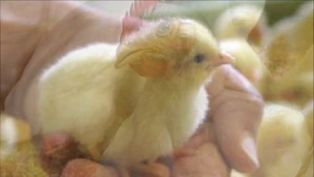 Разведение кур бройлеров Росс 308 как бизнес идея | Куры Бройлер Росс 308 смотреть онлайн