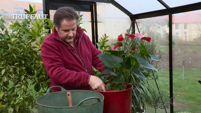 Comment rempoter un anthurium ? - Truffaut смотреть онлайн