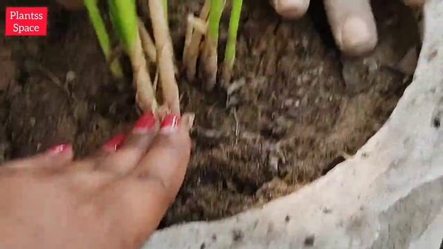 617:- Repot Umbrella Palm / Cyperus Alternifolius / Umbrella Sedge / Grow Umbrella Palm Plant / Pal смотреть онлайн